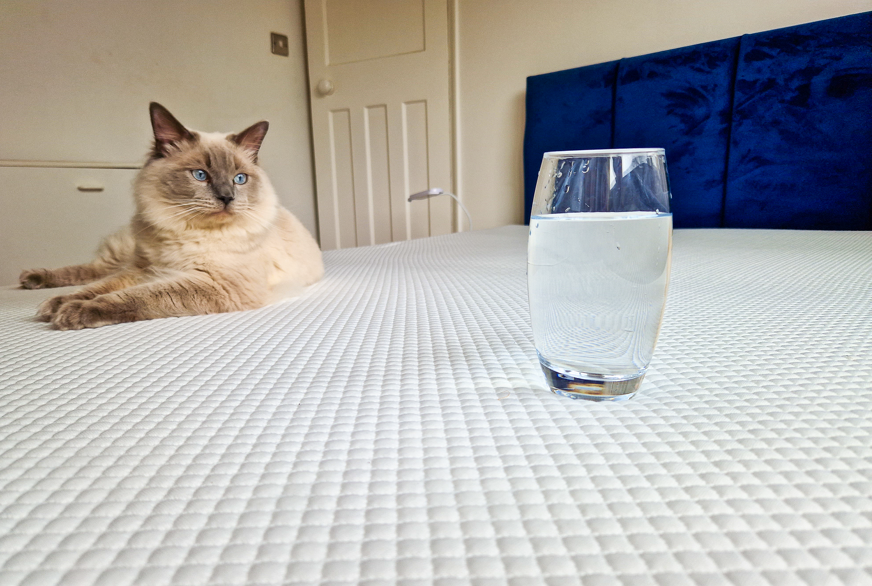 Cat and glass on Simbatex Foam mattress